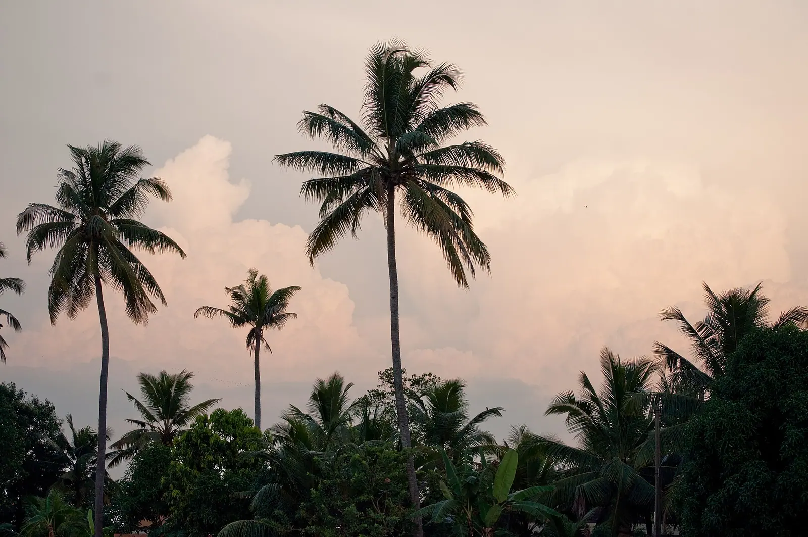 Palm trees silhouetted against a sunset sky in the Kerala backwaters